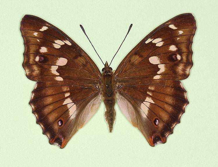 Apatura iris female (aberrant form monophana) (Internet Image property of respective owner, non-commercial use only)